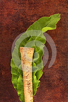 Horseradish root with leaf.