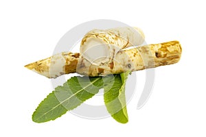 Horseradish root with leaves