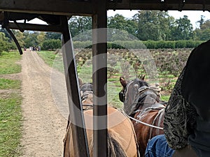 Horseride on Farm