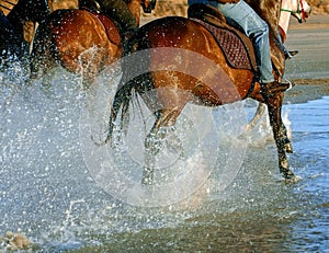 Horseriding beach style