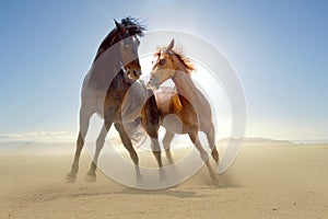 Horses photo