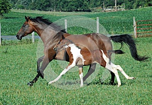 Horses 104