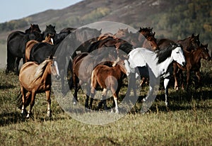 Horses