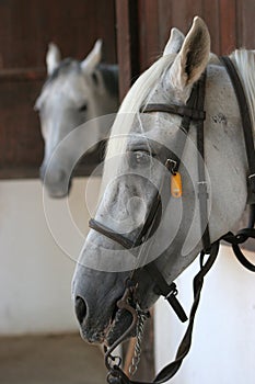 Horses