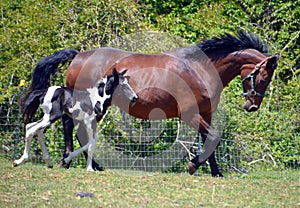 Horses 142