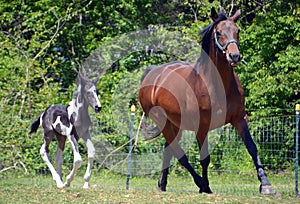 Horses 143