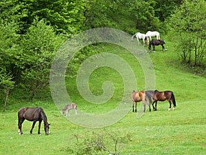 Horses