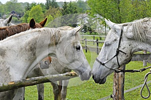 Horses