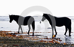 Horses