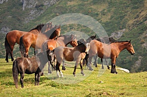 Caballos 