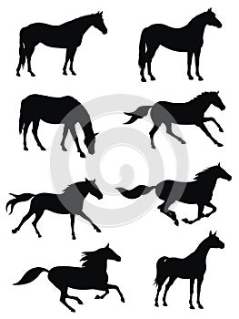 Horses