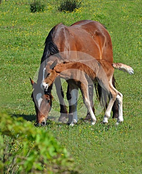 Horses