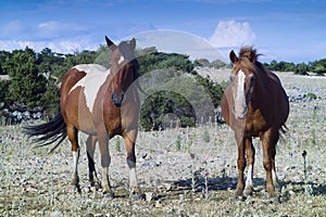 Horses