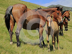 Horses photo