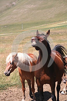 Horses