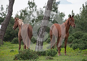 Horses