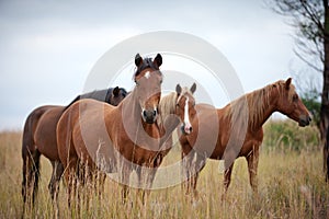 Horses