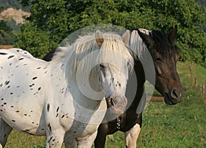 Horses