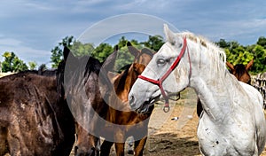 Horses