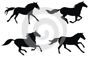 Horses photo