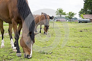 Horses