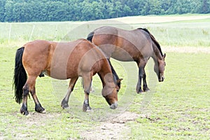 Horses