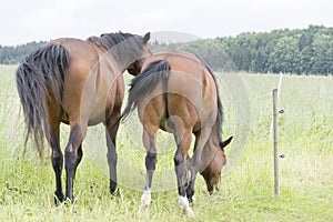 Horses