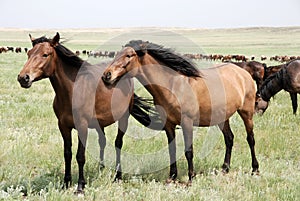 Horses