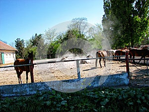 Horses