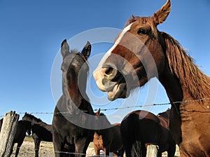 Horses