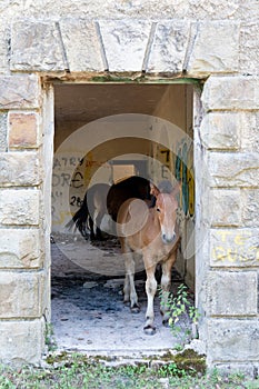 Horses in an abandoned train station