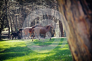 Horses in Abant Nature Park