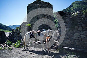 Horses in Adishi village photo