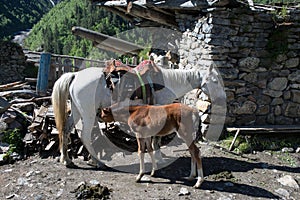 Horses in Adishi village in Svaneti, Georgia photo