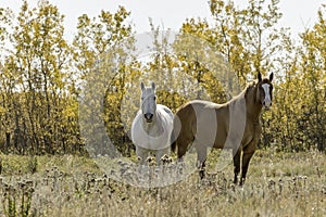 Horses against an Autumn Forest Background