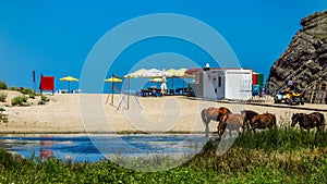 Horses along the coast of river Veleka until Sinemorets. Bulgaria