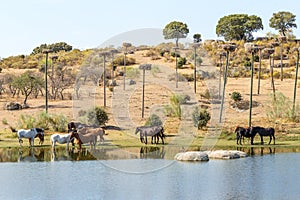 Horses along lake in Spanish Los Barruecos Natural Park