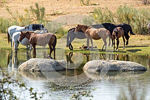 Horses along lake, Spanish Los Barruecos Natural Park