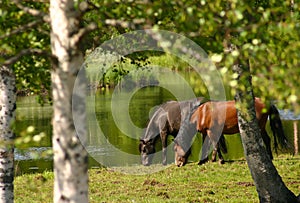 Horses alongside of a river