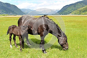 Horses in the Alps