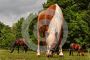 Horses on Ranch