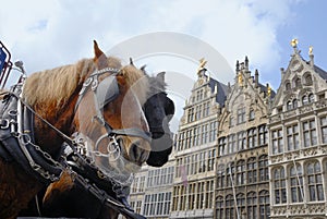 Horses in Antwerp