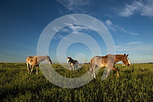 Horses in the Argentine coutryside, La Pampa province,