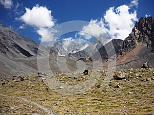 Horses in Argentinian Andes