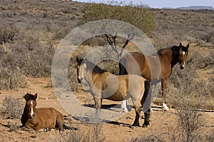 Horses in arid landscape