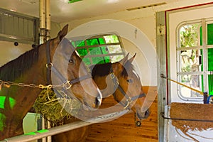 Horses arriving at a training facilty in florida