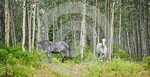 Horses in Aspen