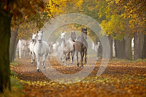 Horses in autumn