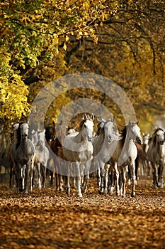 Horses in autumn