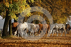 Horses in autumn